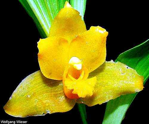 Lycaste aromatica 
